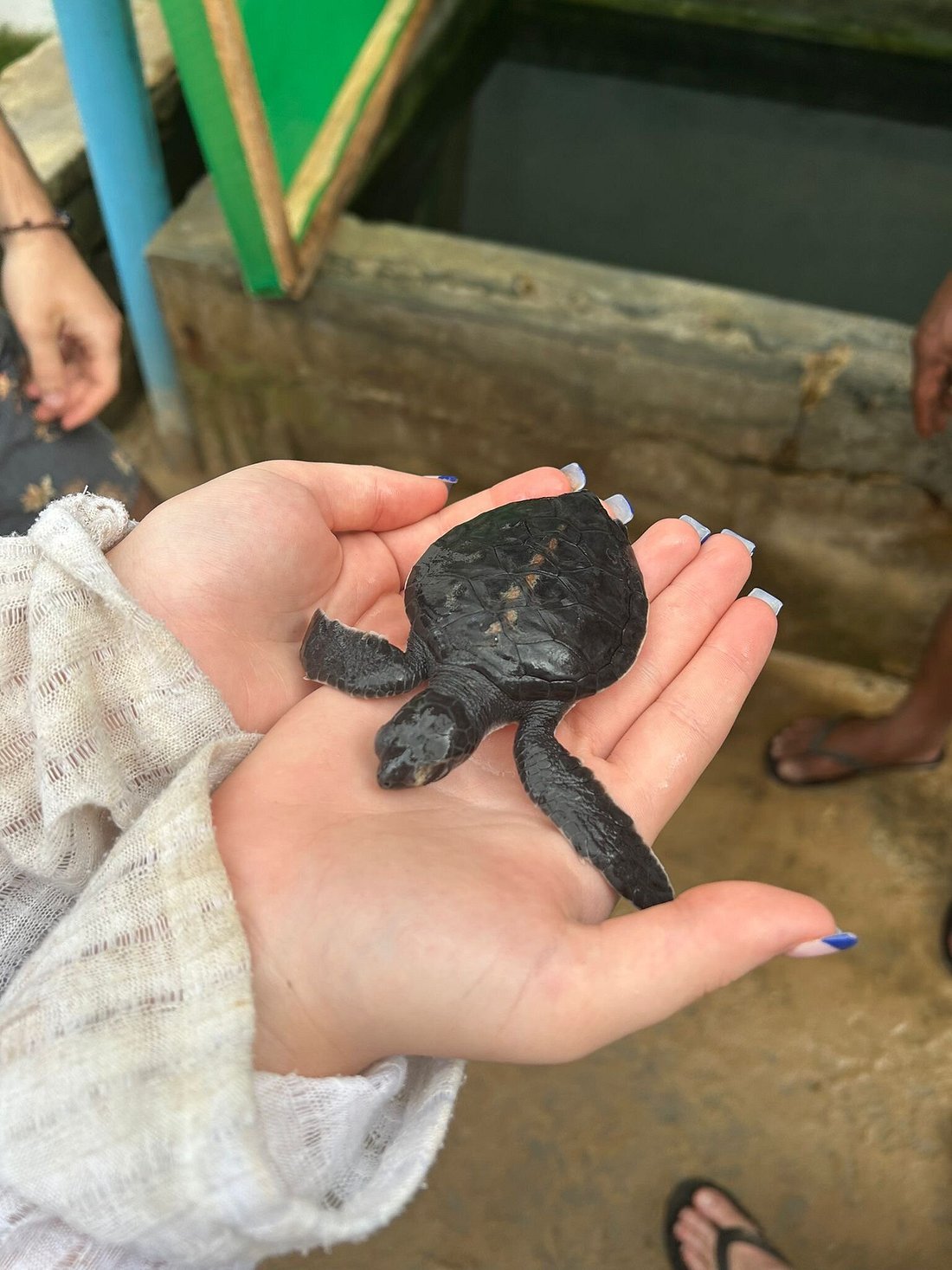 turtle hatchery conservation